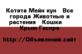 Котята Мейн кун - Все города Животные и растения » Кошки   . Крым,Гаспра